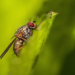 House fly (Phaonia angelicae)