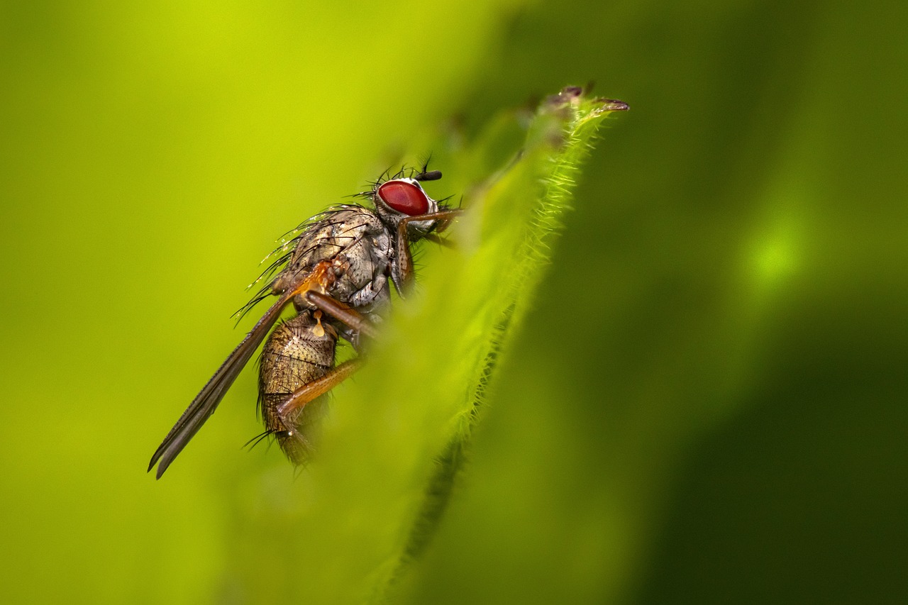 House fly (Phaonia angelicae)