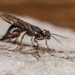 Ichneumon Wasp (Limonethe maurator)