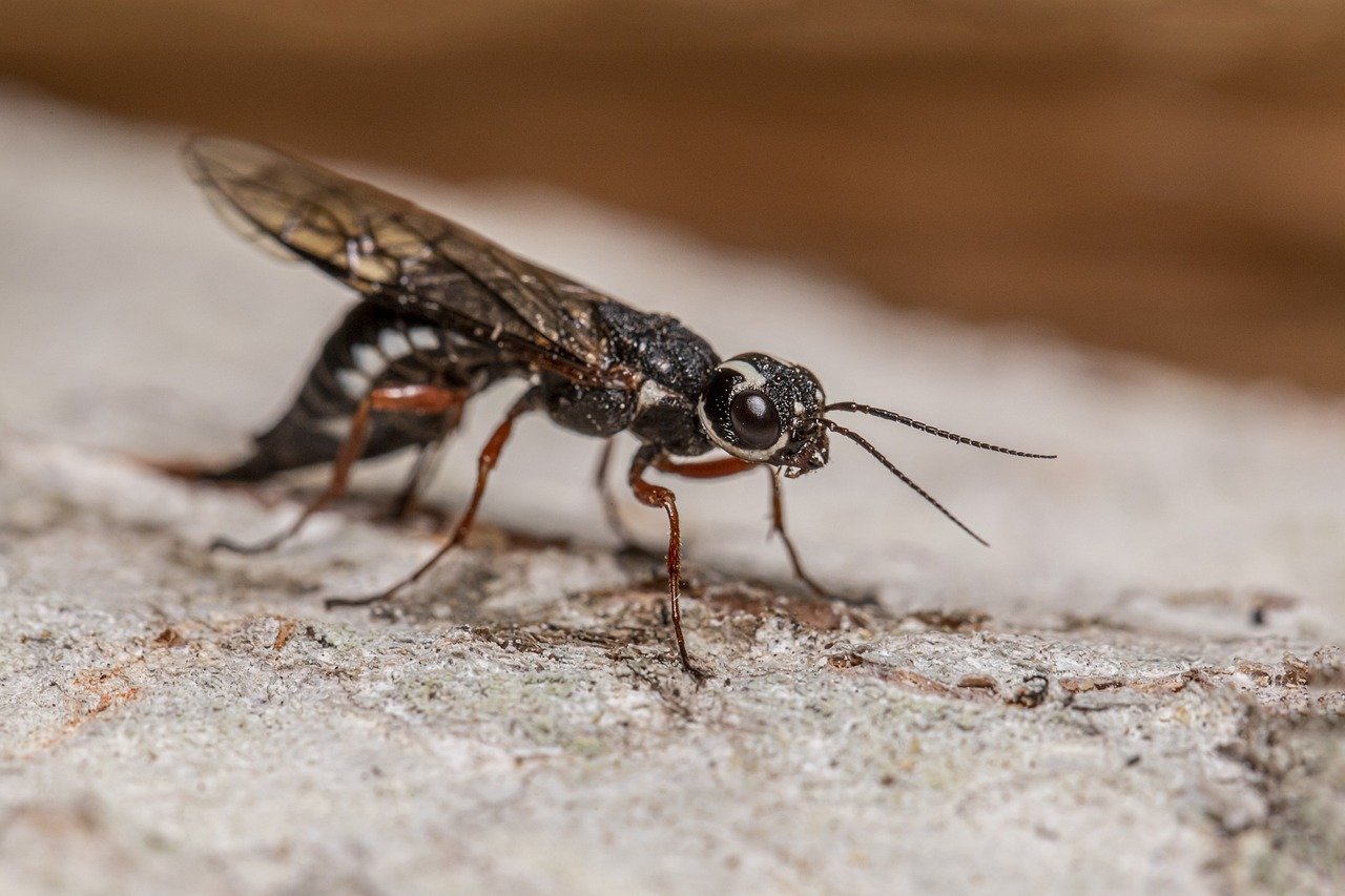 Ichneumon Wasp (Limonethe maurator)