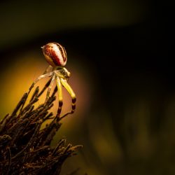 Goldenrod crab spider (Misumena Vatia)