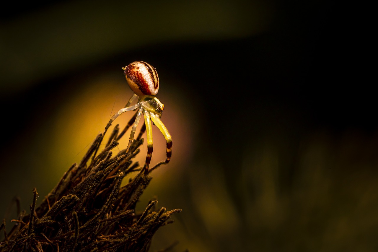 Goldenrod crab spider (Misumena Vatia)