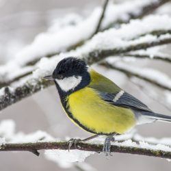 Great tit (Parus major)