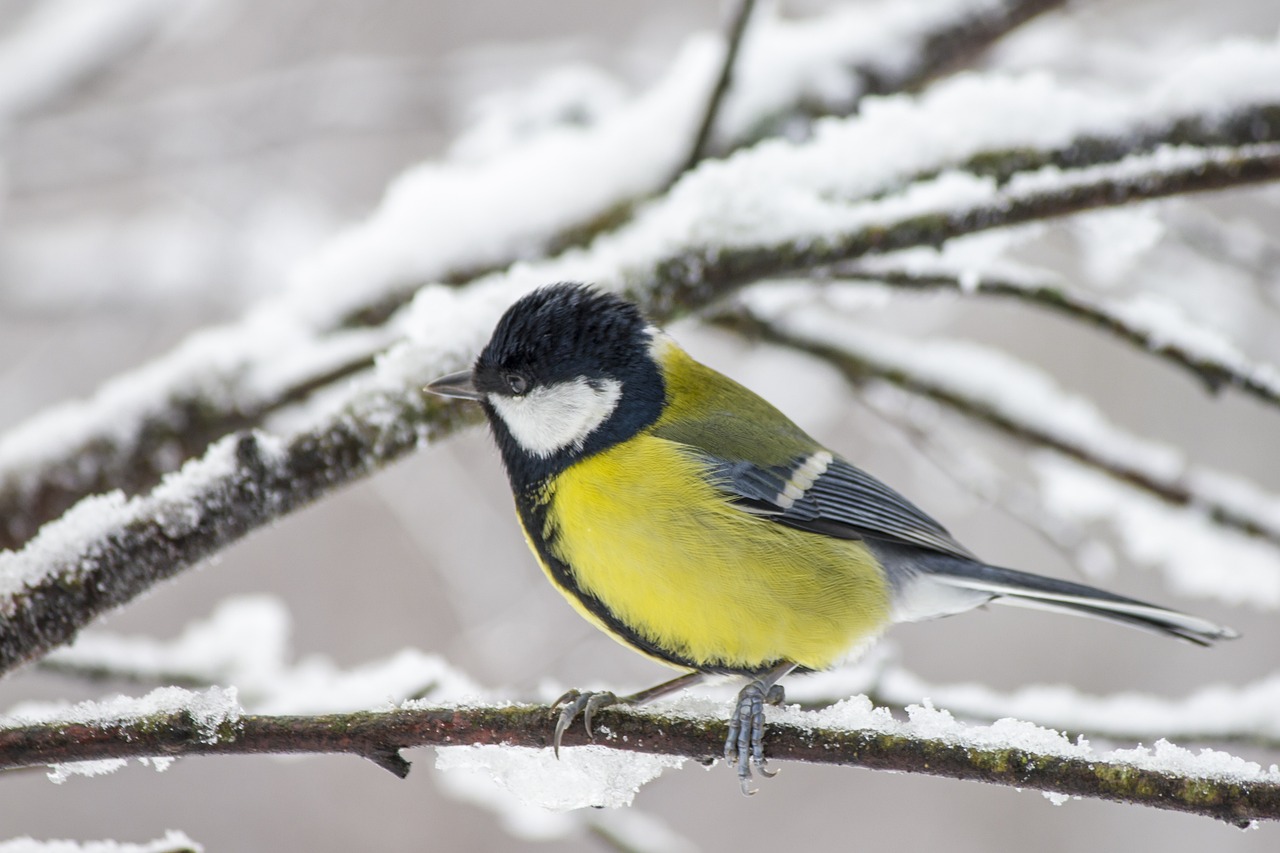 Great tit (Parus major)