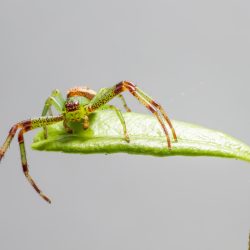 Green crab spider (Diaea dorsata)