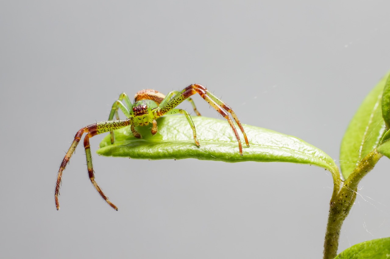 Green crab spider (Diaea dorsata)