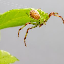 Green crab spider (Diaea dorsata)
