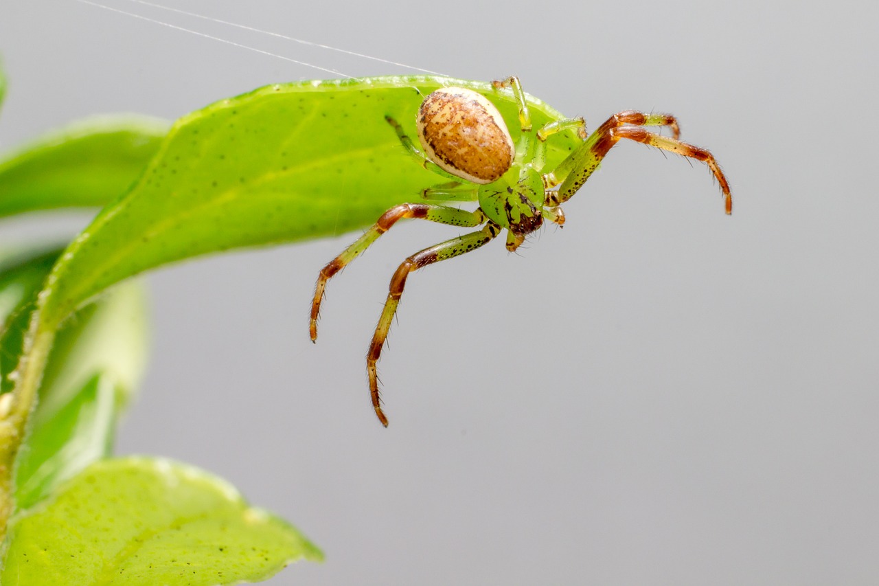 Green crab spider (Diaea dorsata)