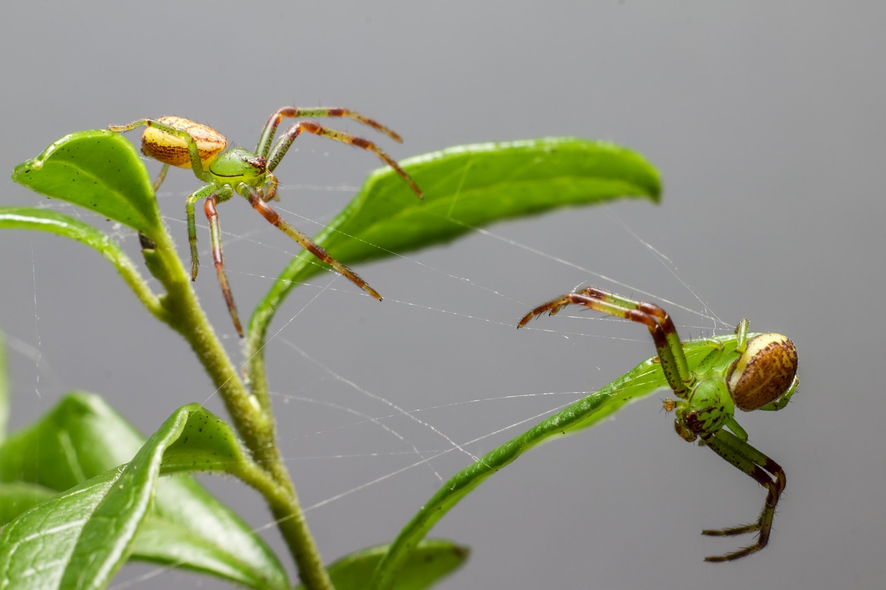 Green crab spider (Diaea dorsata)