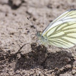 Green-veined White (Pieris napi)