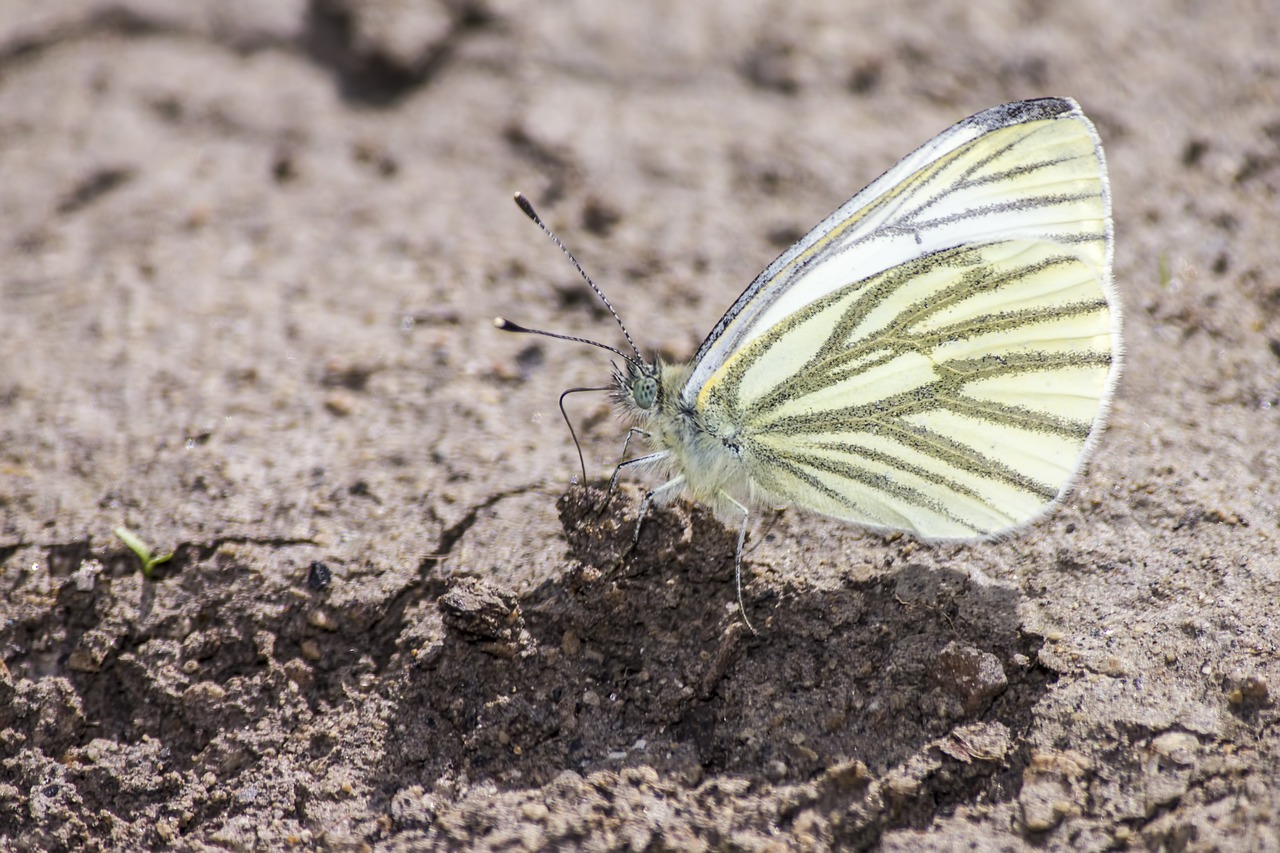 Green-veined White (Pieris napi)