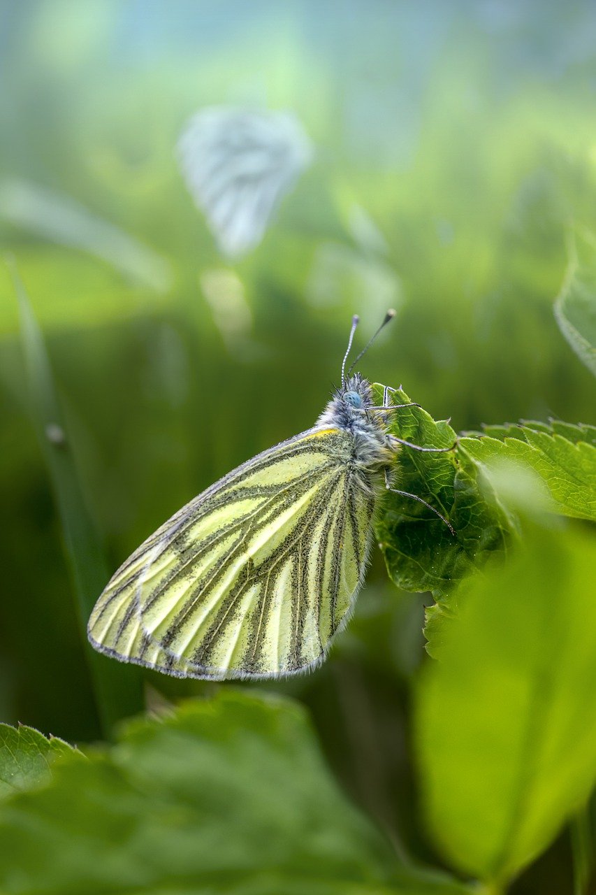 Green-veined White (Pieris napi)