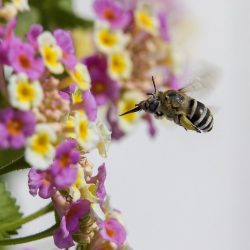 Honey bee (Amegilla calceifera)