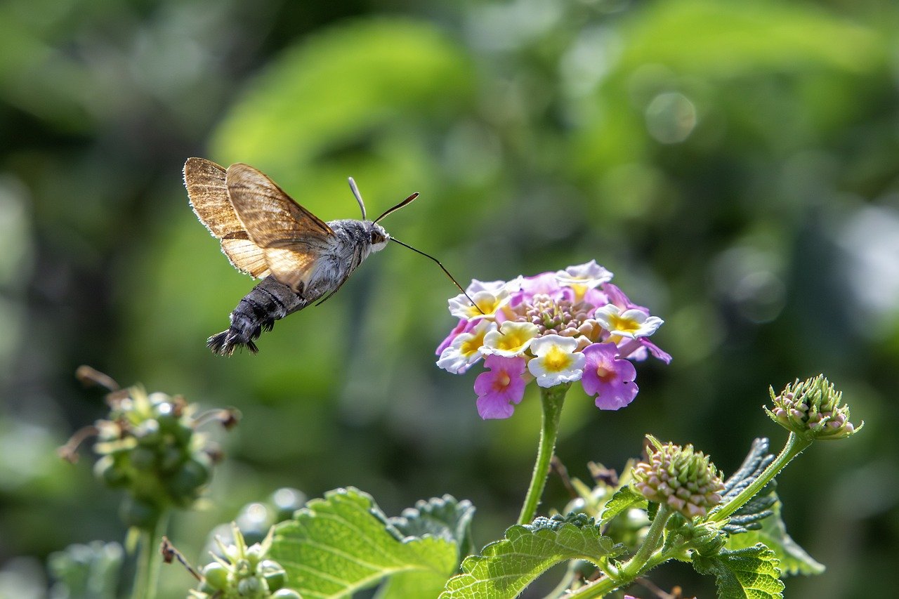 Hummingbird hawk moth (Macroglossum stellaturum)