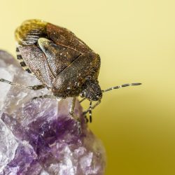 Hairy Shieldbug (Dolycoris baccarum)