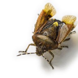 Hairy Shieldbug (Dolycoris baccarum)