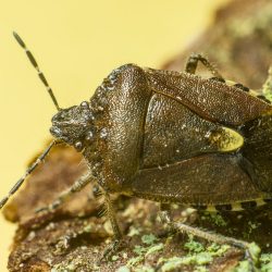 Hairy Shieldbug (Dolycoris baccarum)