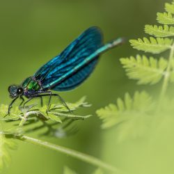 Beautiful demoiselle (Calopteryx virgo)