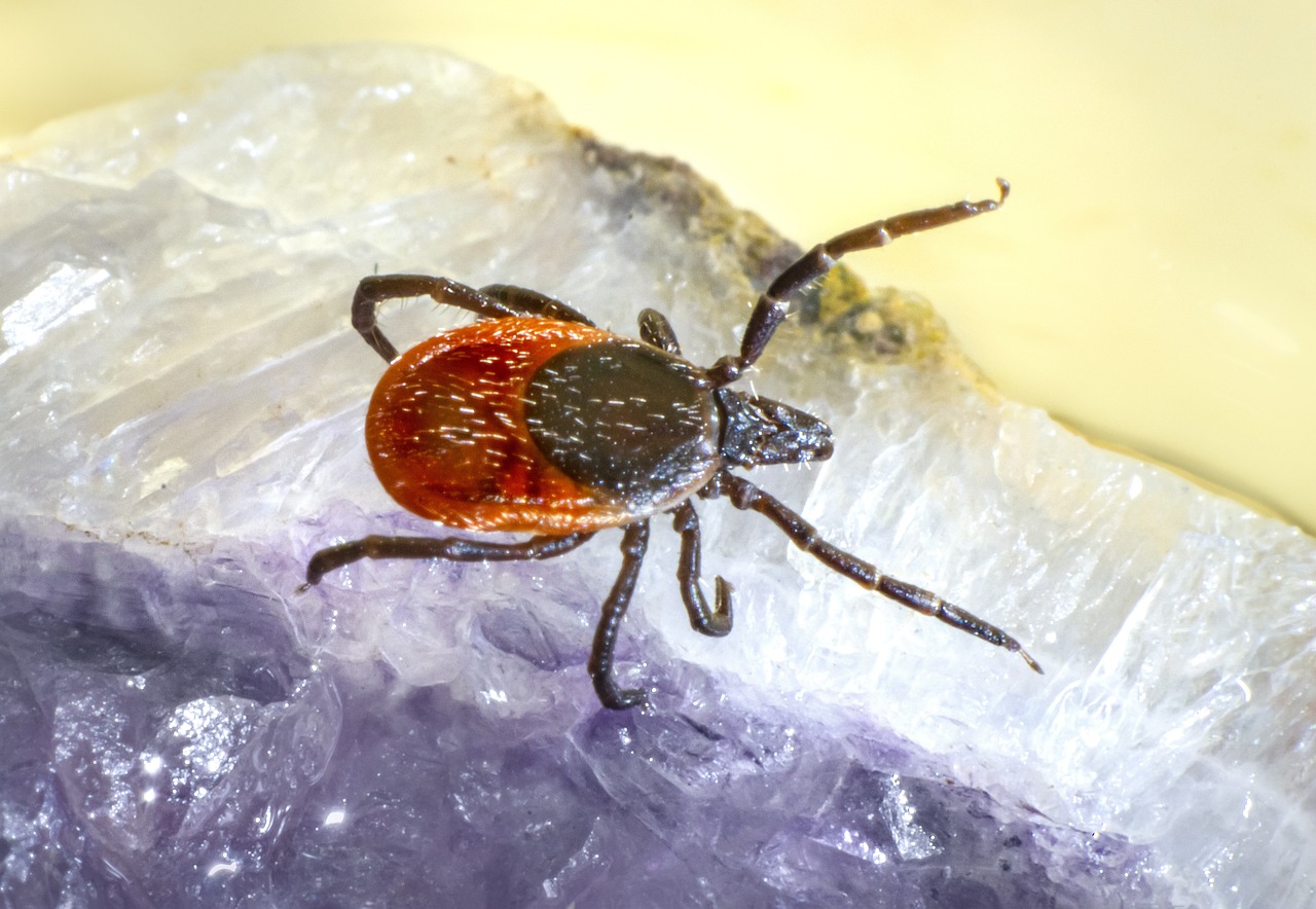 Castor bean tick (Ixodes ricinus)