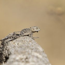 Starred agama (Laudakia stellio)