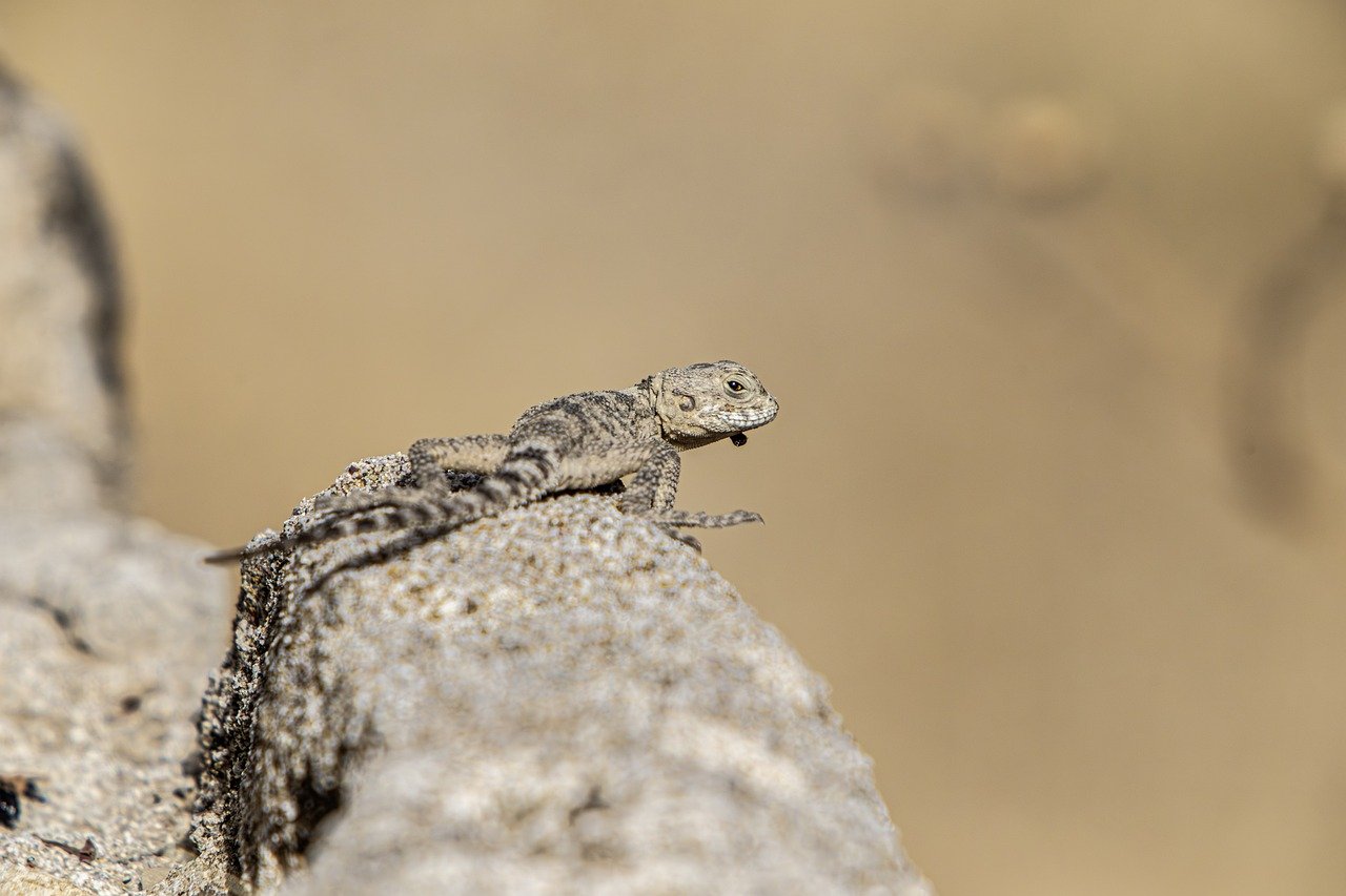 Starred agama (Laudakia stellio)