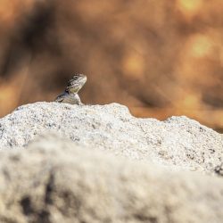 Starred agama (Laudakia stellio)