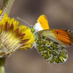 Orange Tip Butterfly (Anthocharis cardamines)