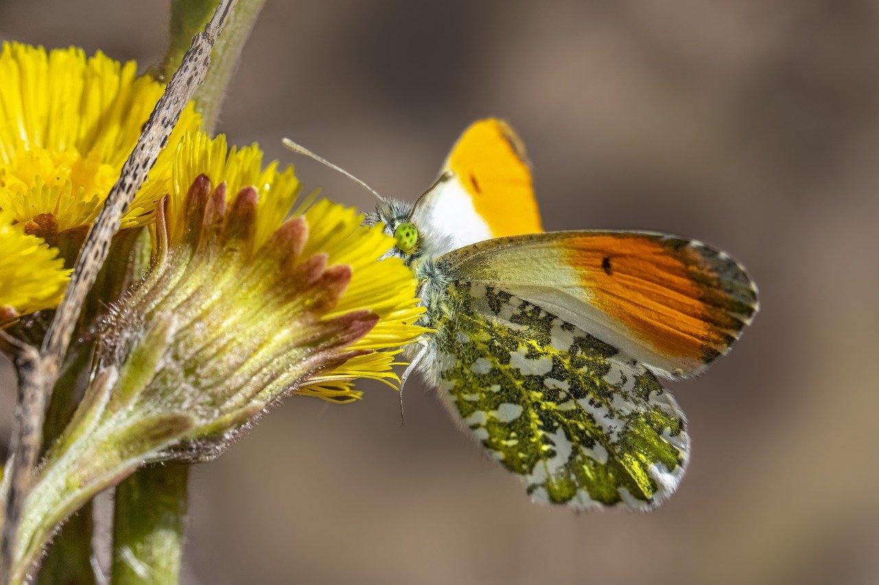 Orange Tip Butterfly (Anthocharis cardamines)