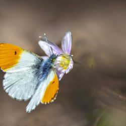 Orange Tip Butterfly (Anthocharis cardamines)