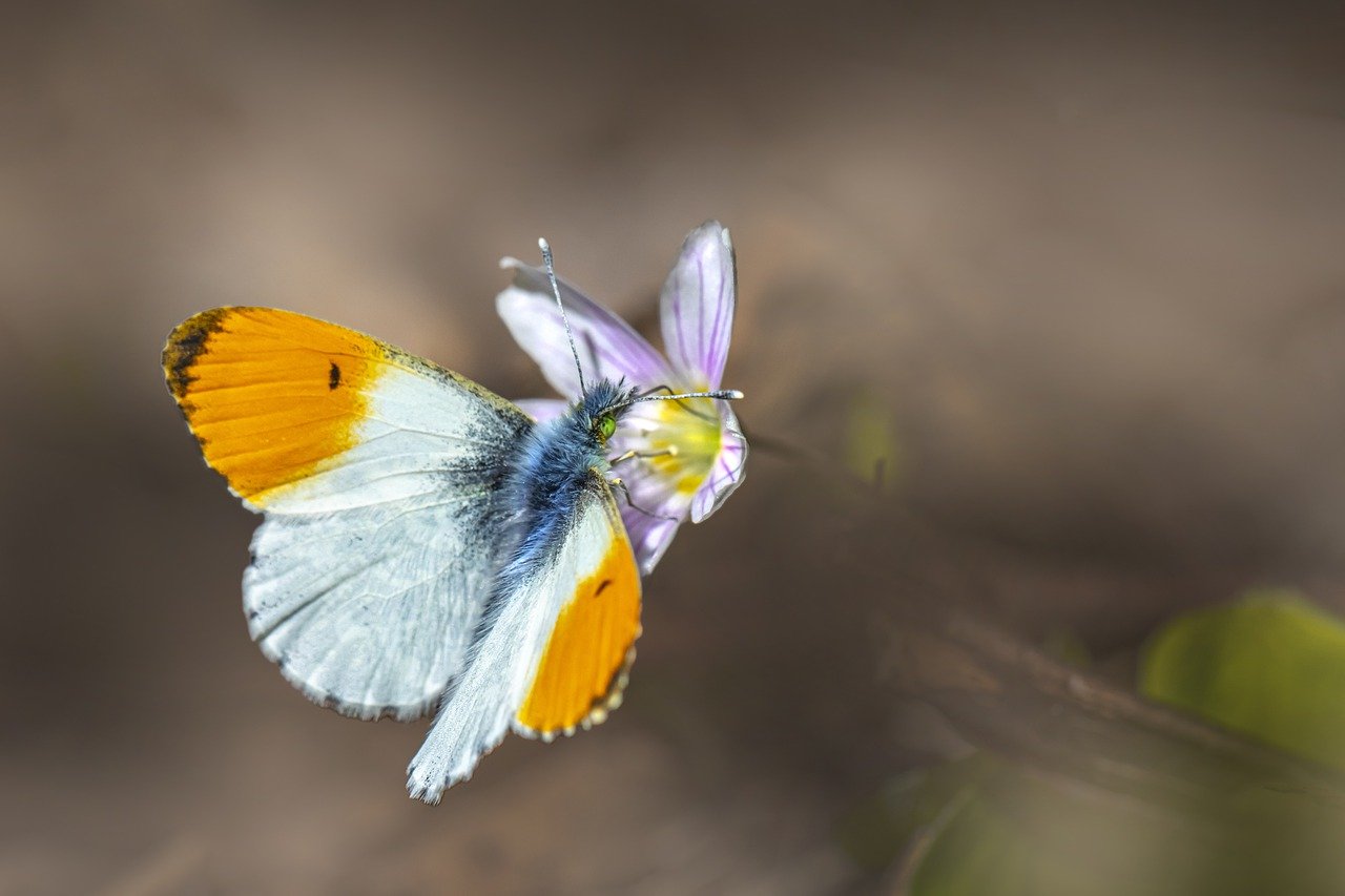 Orange Tip Butterfly (Anthocharis cardamines)