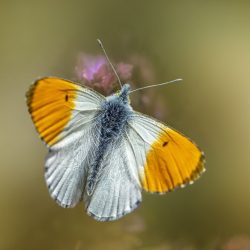 Orange Tip Butterfly (Anthocharis cardamines)