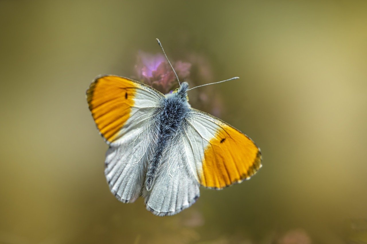 Orange Tip Butterfly (Anthocharis cardamines)