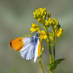 Orange Tip Butterfly (Anthocharis cardamines)