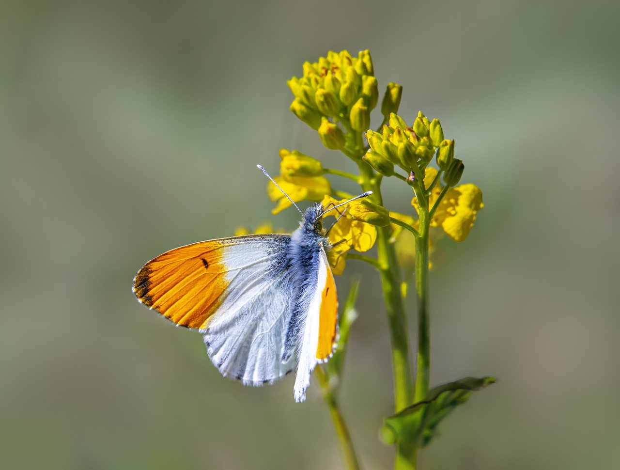 Orange Tip Butterfly (Anthocharis cardamines)