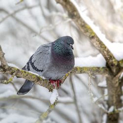 Domestic pigeon (Columba livia domestica)