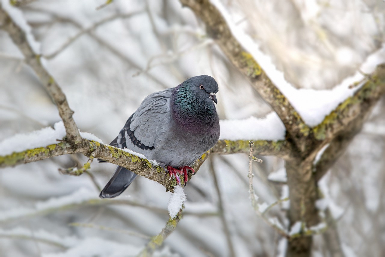 Domestic pigeon (Columba livia domestica)