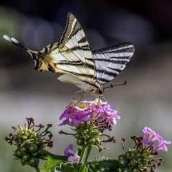 Scarce Swallowtail (Iphiclides podalirius)