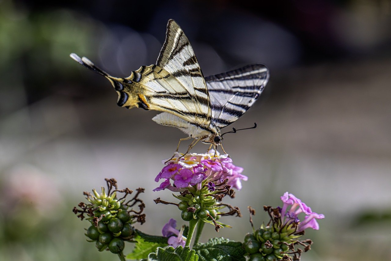 Scarce Swallowtail (Iphiclides podalirius)