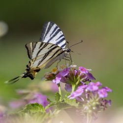 Scarce Swallowtail (Iphiclides podalirius)