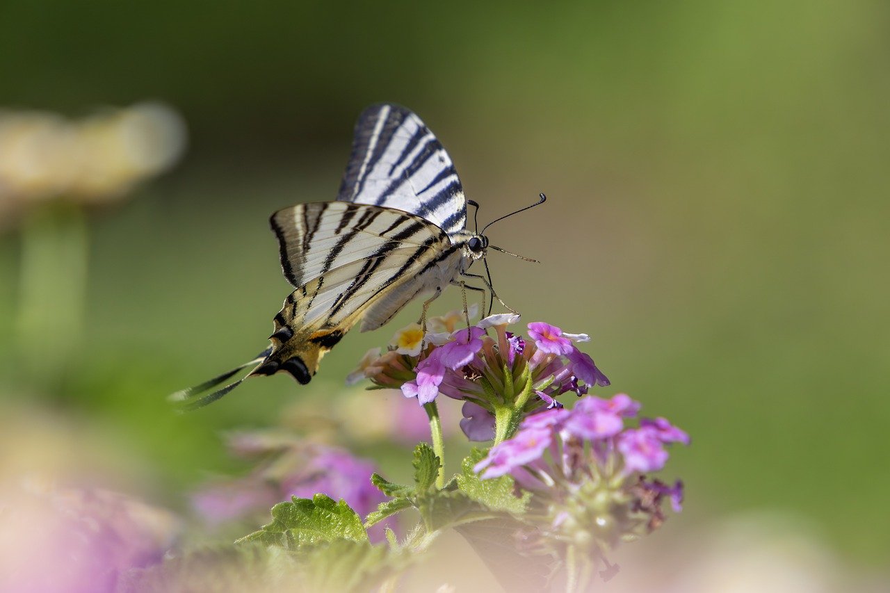 Scarce Swallowtail (Iphiclides podalirius)