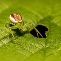 Green crab spider (Diaea dorsata)