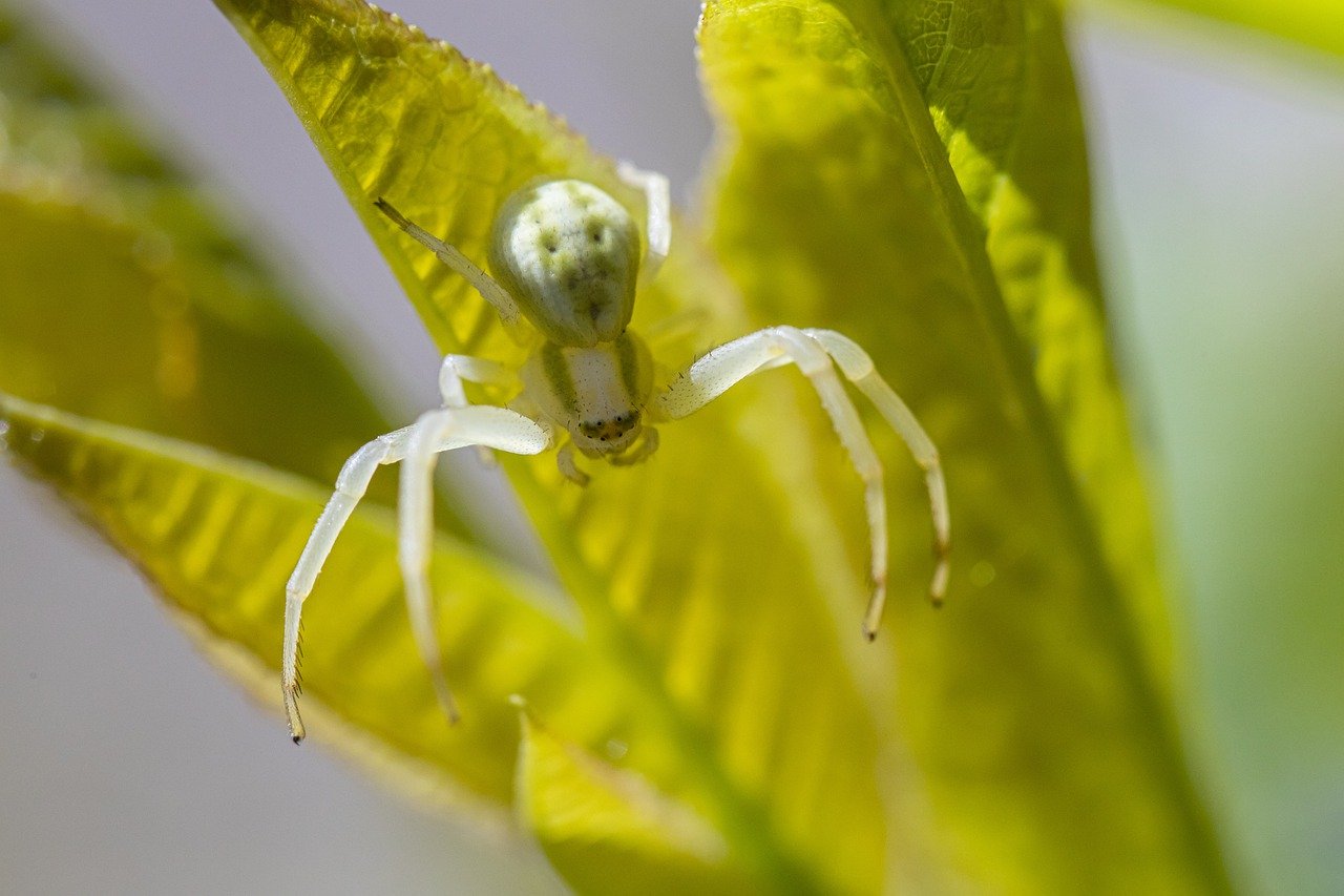 Goldenrod crab spider (Misumena Vatia)