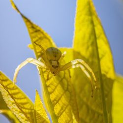 Goldenrod crab spider (Misumena Vatia)