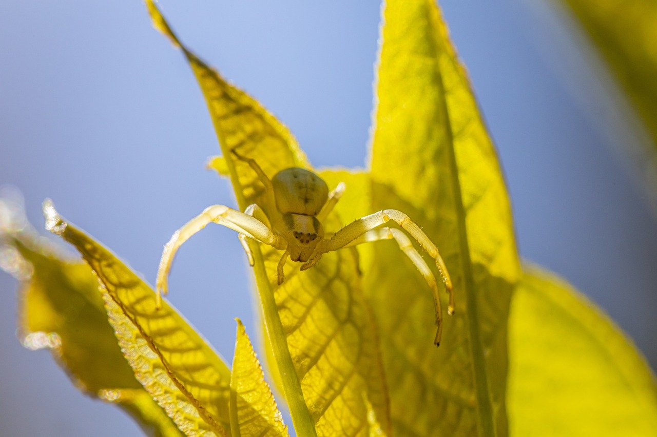 Goldenrod crab spider (Misumena Vatia)