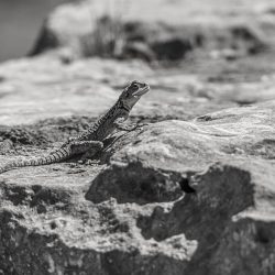 Starred agama (Laudakia stellio)