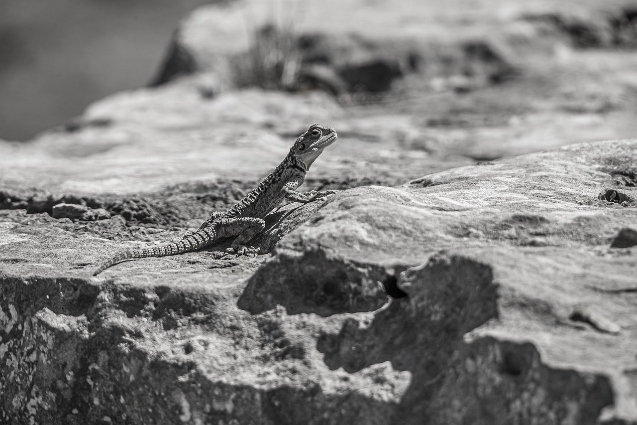 Starred agama (Laudakia stellio)