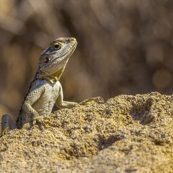 Starred agama (Laudakia stellio)