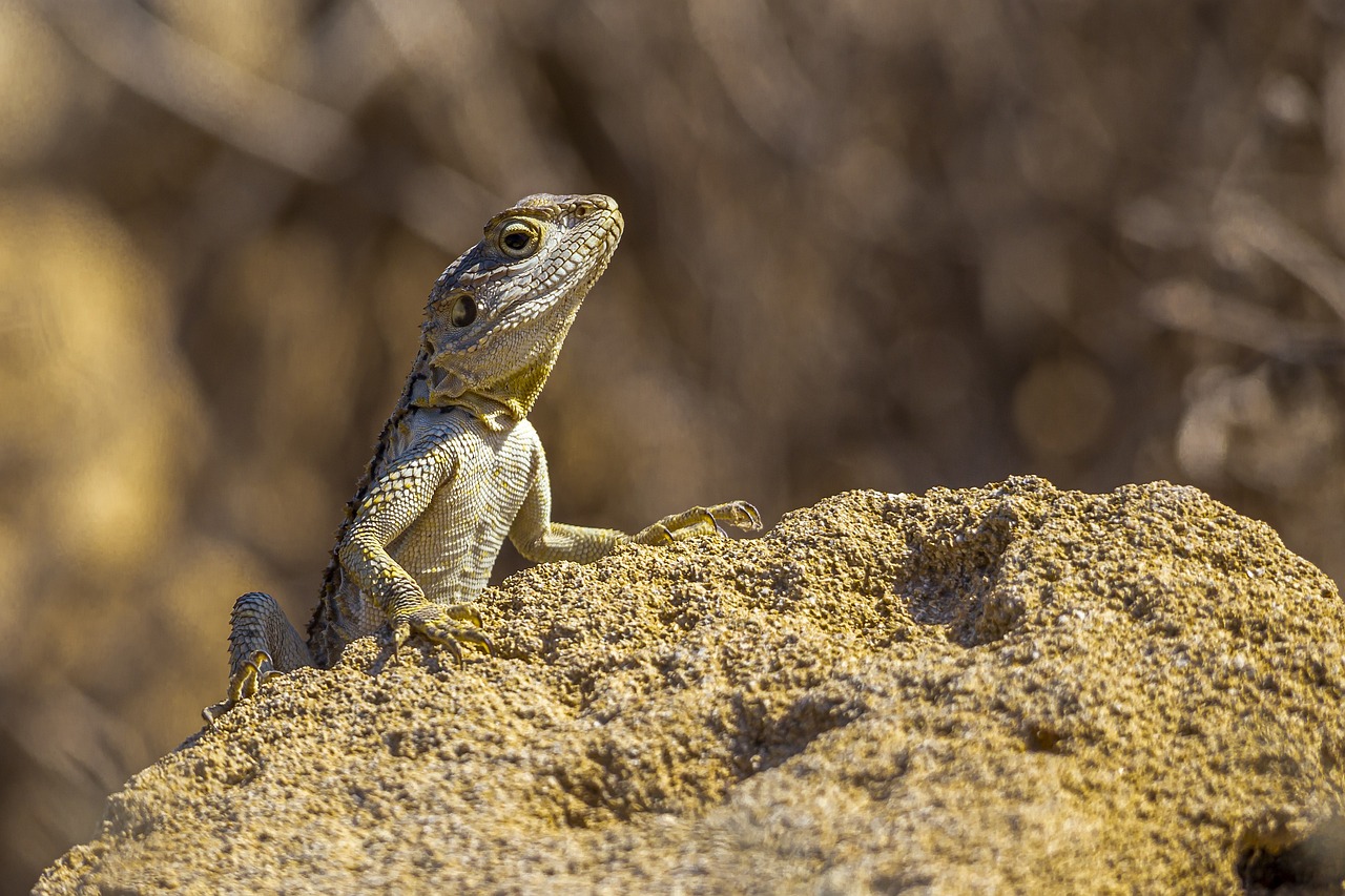 Starred agama (Laudakia stellio)