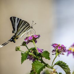 Scarce Swallowtail (Iphiclides podalirius)