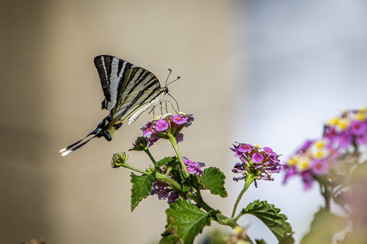 Scarce Swallowtail (Iphiclides podalirius)